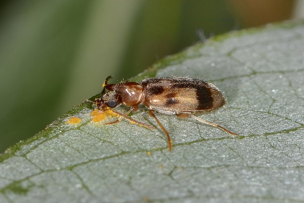 Anthicidae 5: Notoxus brachycerus